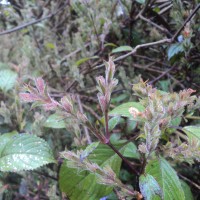 Strobilanthes viscosa (Arn. ex Nees) T.Anderson